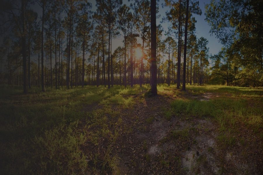 Pine woods at sunset