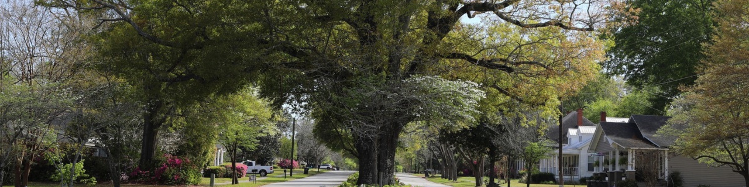 Tree-lined street with blooming azaleas in Metter, Candler County, Georgia